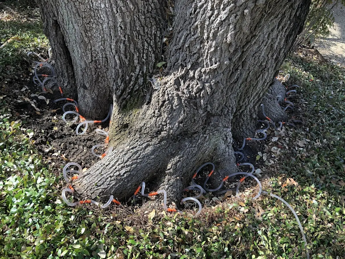 Detailed Tree Cabling and Bracing job site in Elephant Butte