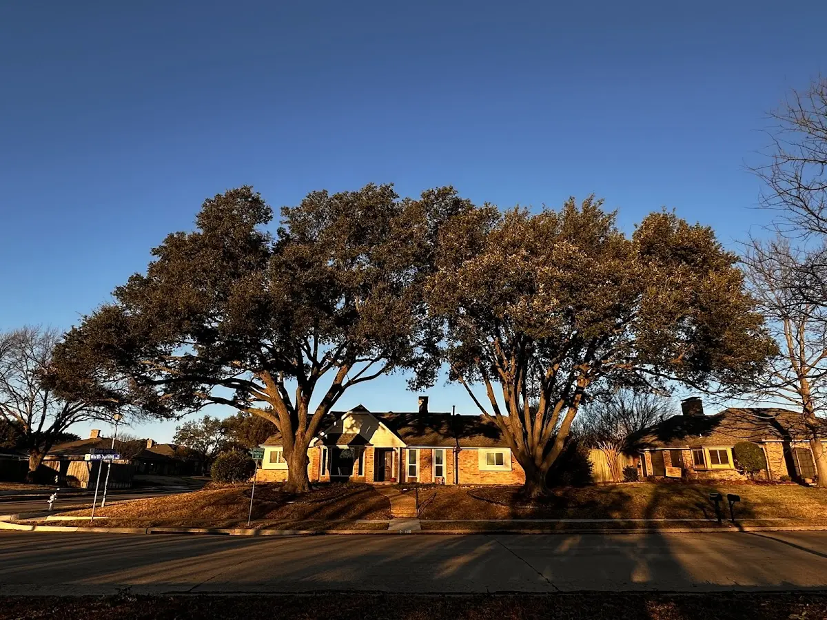 Established residential canopy tree shading a home in Elephant Butte